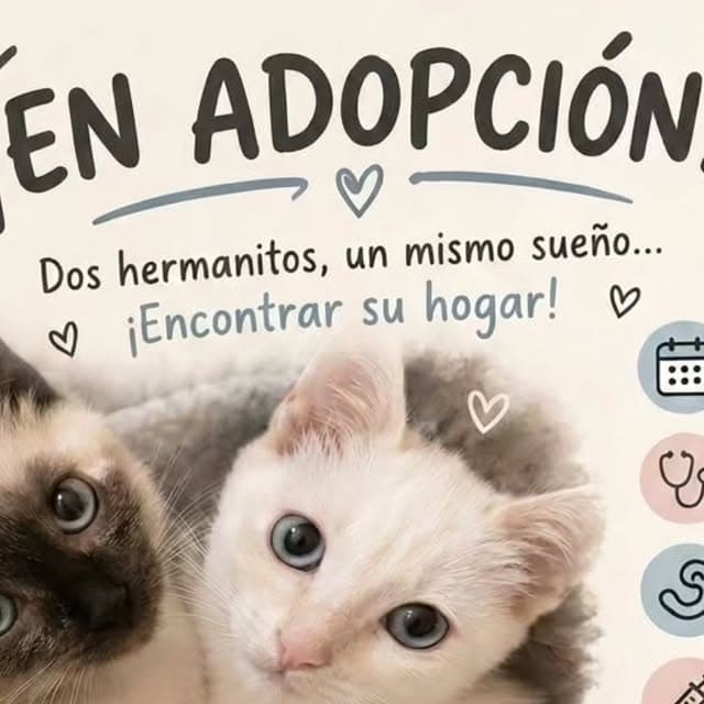 Gatita de tipo siamés de ojos azules, hermana de Bimbo, en adopción
